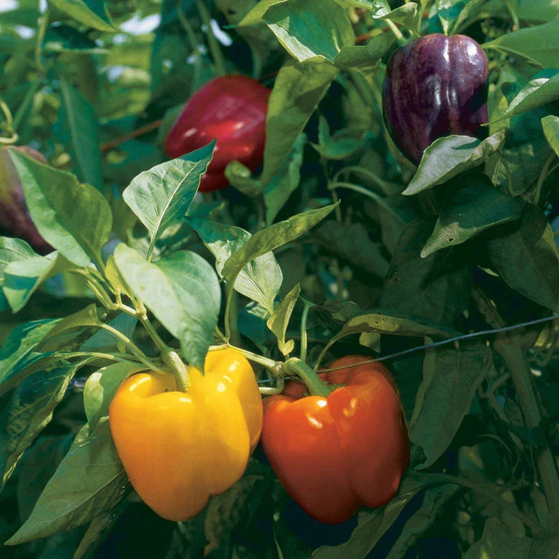 Rainbow Bell Pepper Seeds - Non-GMO Capsicum annuum - Heirloom Vegetable Seeds