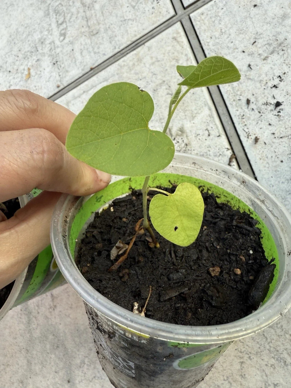Dutchman's Pipe Plant - Live Seed Grown Climbing Vine - Aristolochia tormentosa - Hardy, Pollinator-Friendly Garden Plant