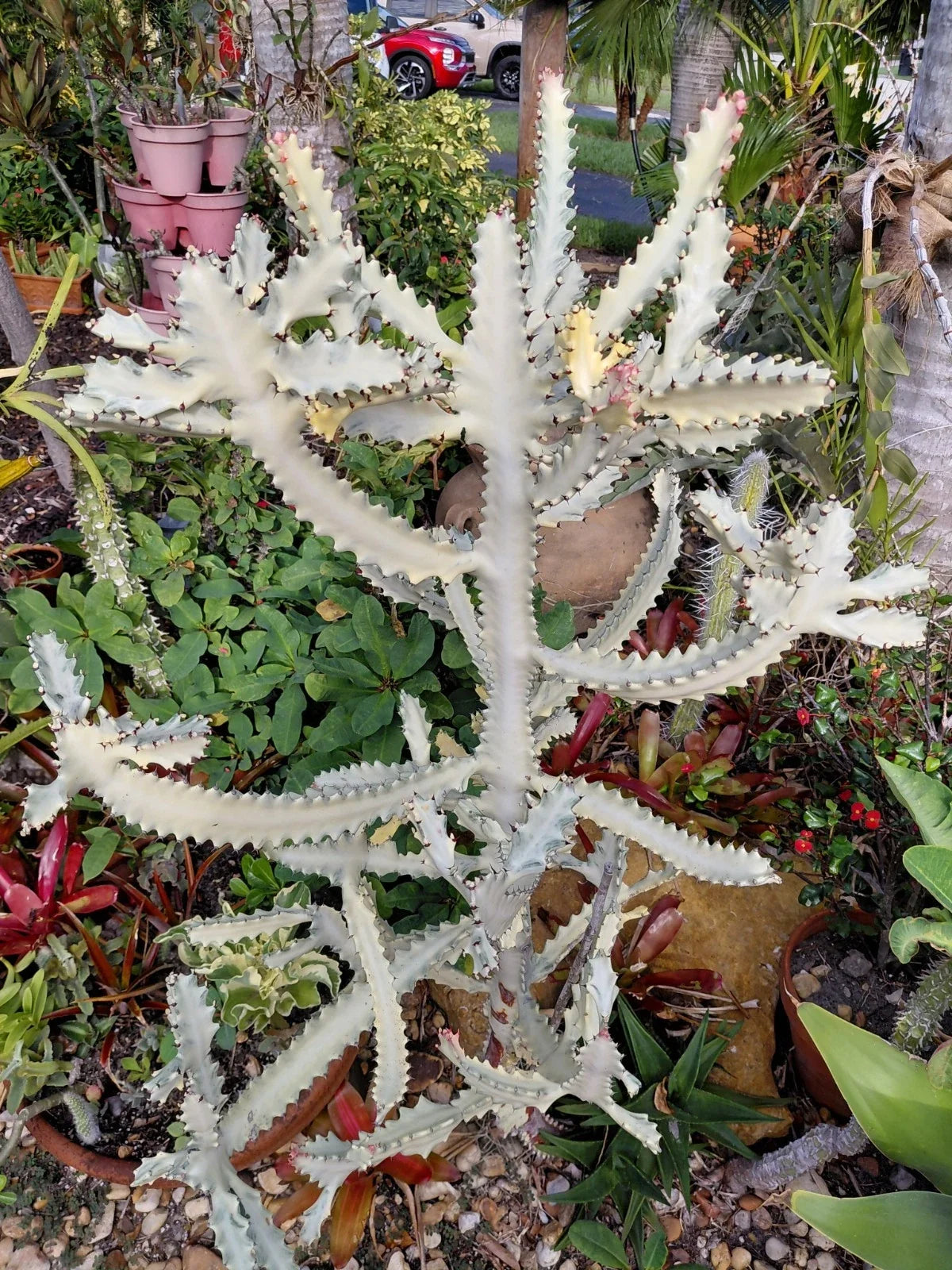 Rooted Euphorbia Lactea 'White Ghost' Cactus with Arms - Unique Indoor Succulent Plant for Home Decor