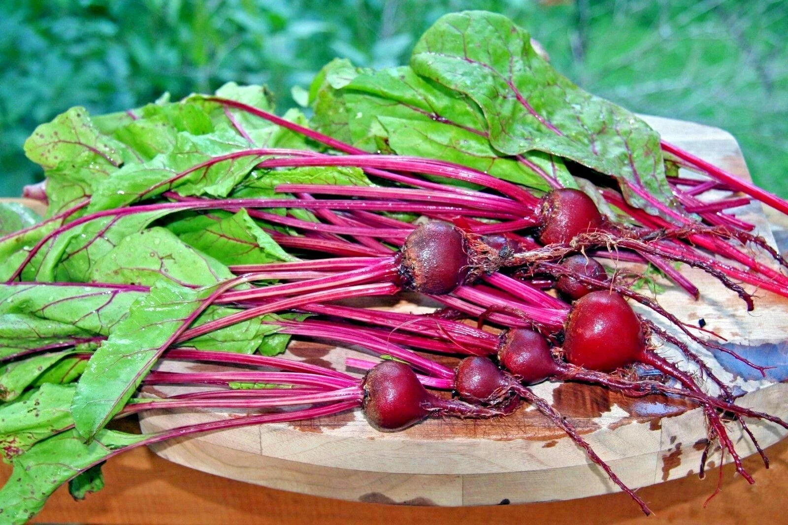 Early Wonder Beet Seeds – Heirloom Beta vulgaris Vegetable for Garden & Containers, 100+ Non-GMO Seeds