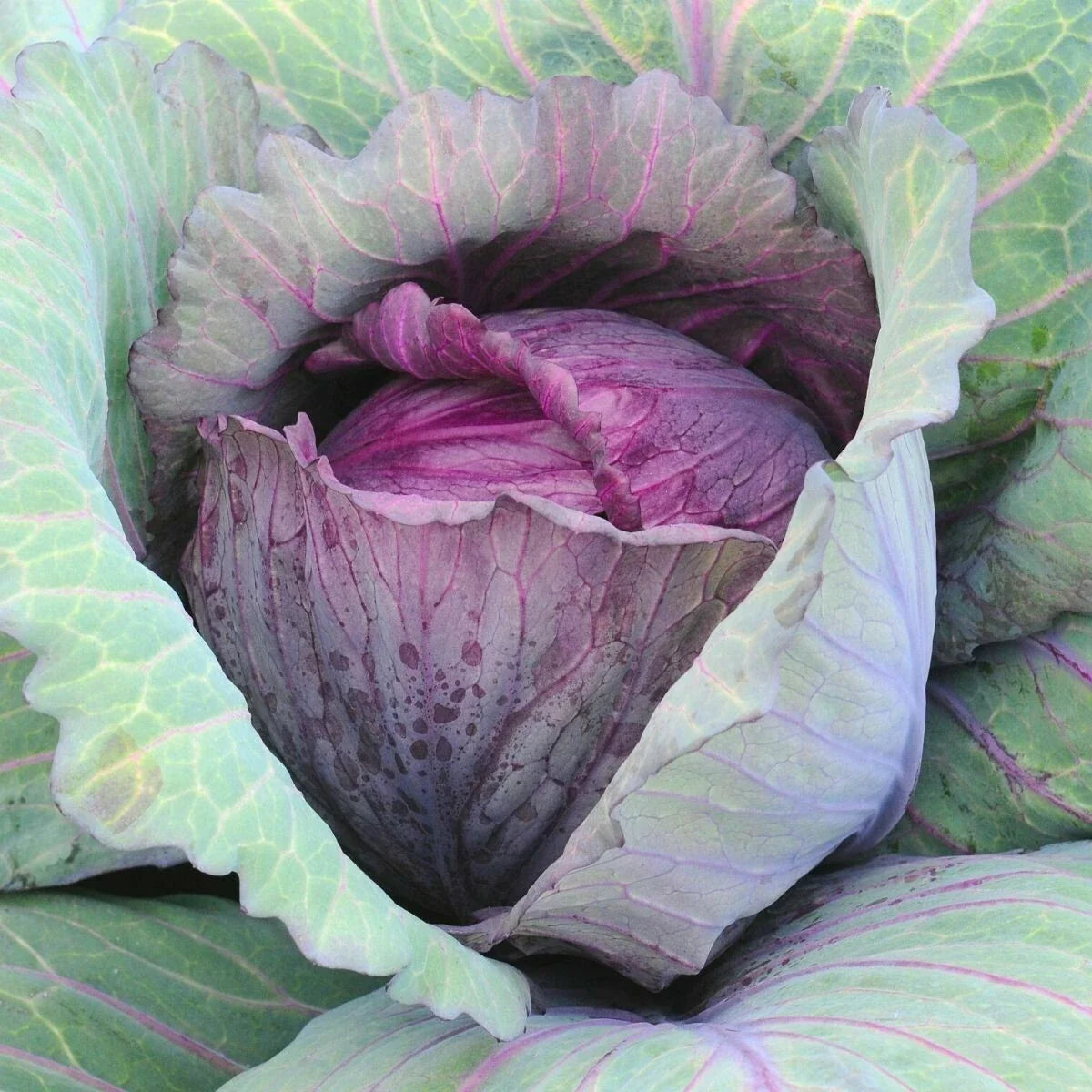 Red Acre Cabbage Seeds - 400+ Heirloom Vegetable Seeds for Spring & Fall Garden, Brassica oleracea, Compact, Dense Heads