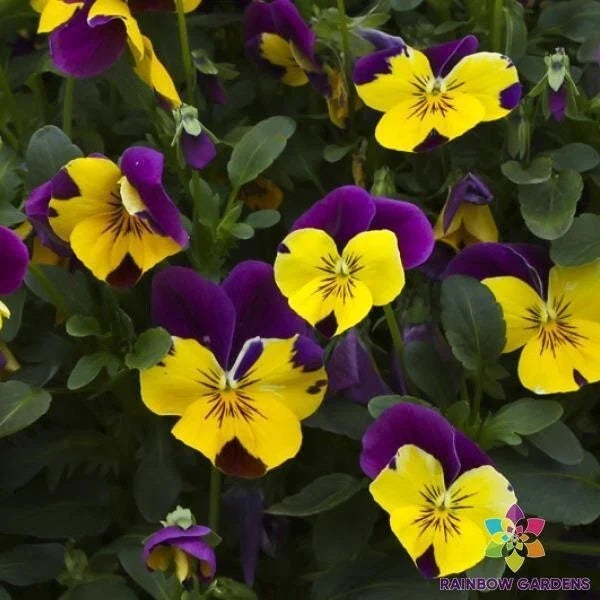 Freefall Purple Wing Pansy Seeds - 200+ Count, Viola tricolor var. hortensis, Vibrant Purple Blooms, Garden Planting, Non-GMO
