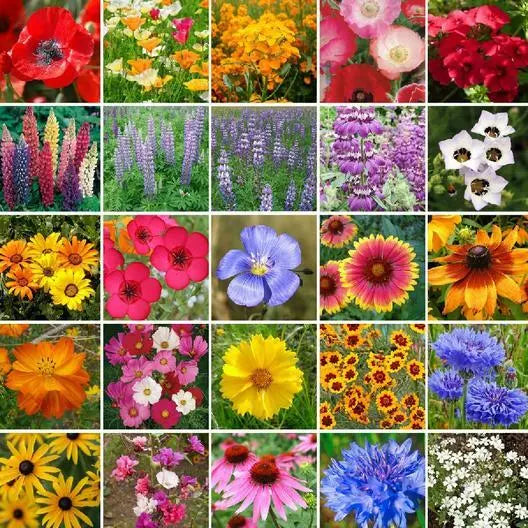 Wildflower Seed Mix 1000 Seeds Southwest Regional 25 Native Perennials Non-GMO for Gardens & Pollinators