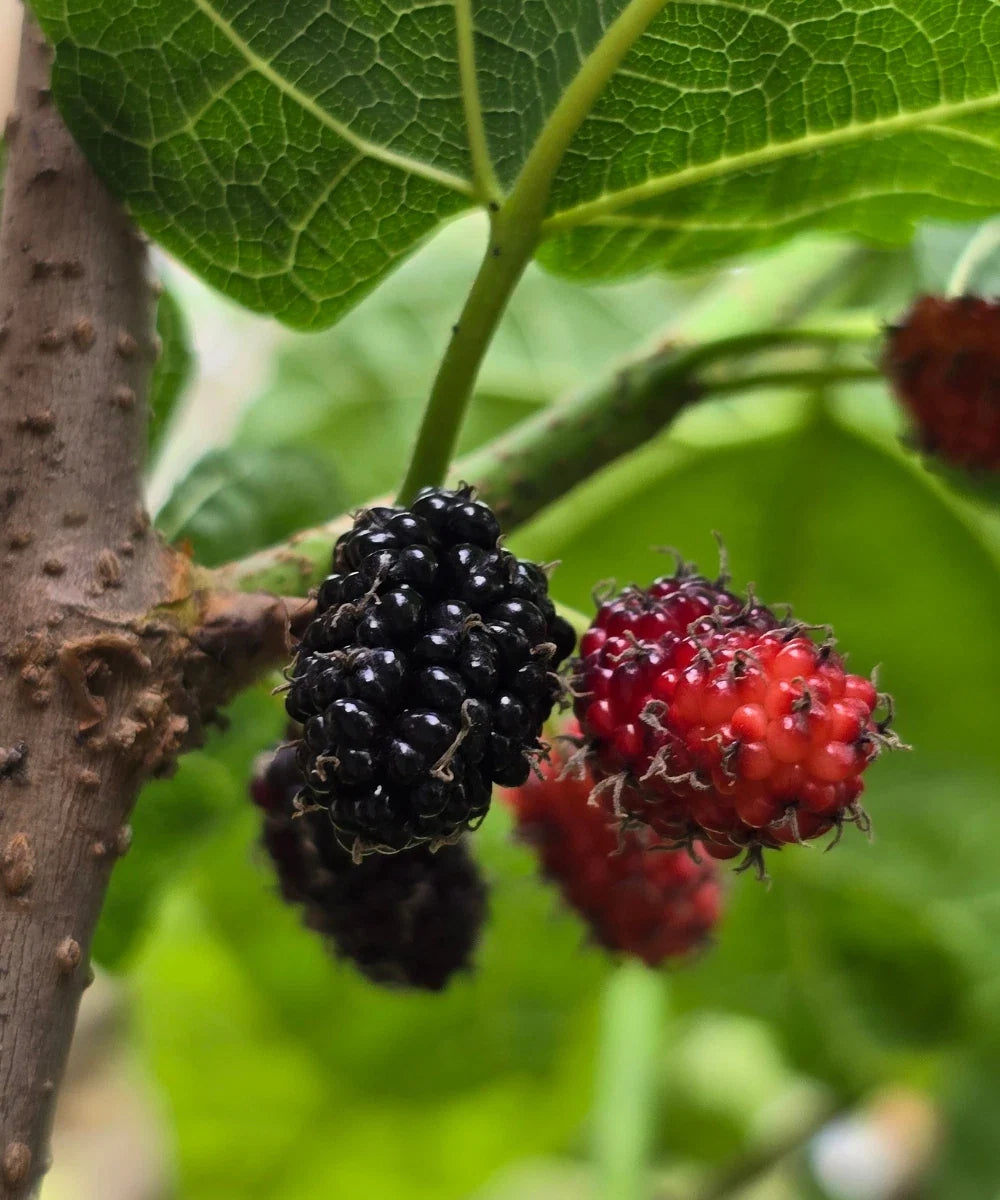 Black Mulberry Cuttings - 20+ Fresh Morus nigra Rooting & Grafting Plant Material