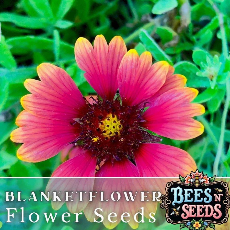 Majestic Blanket Flower Seeds - 200 Non-GMO Gaillardia grandiflora Flower Seeds for Borders, Containers, Pollinators
