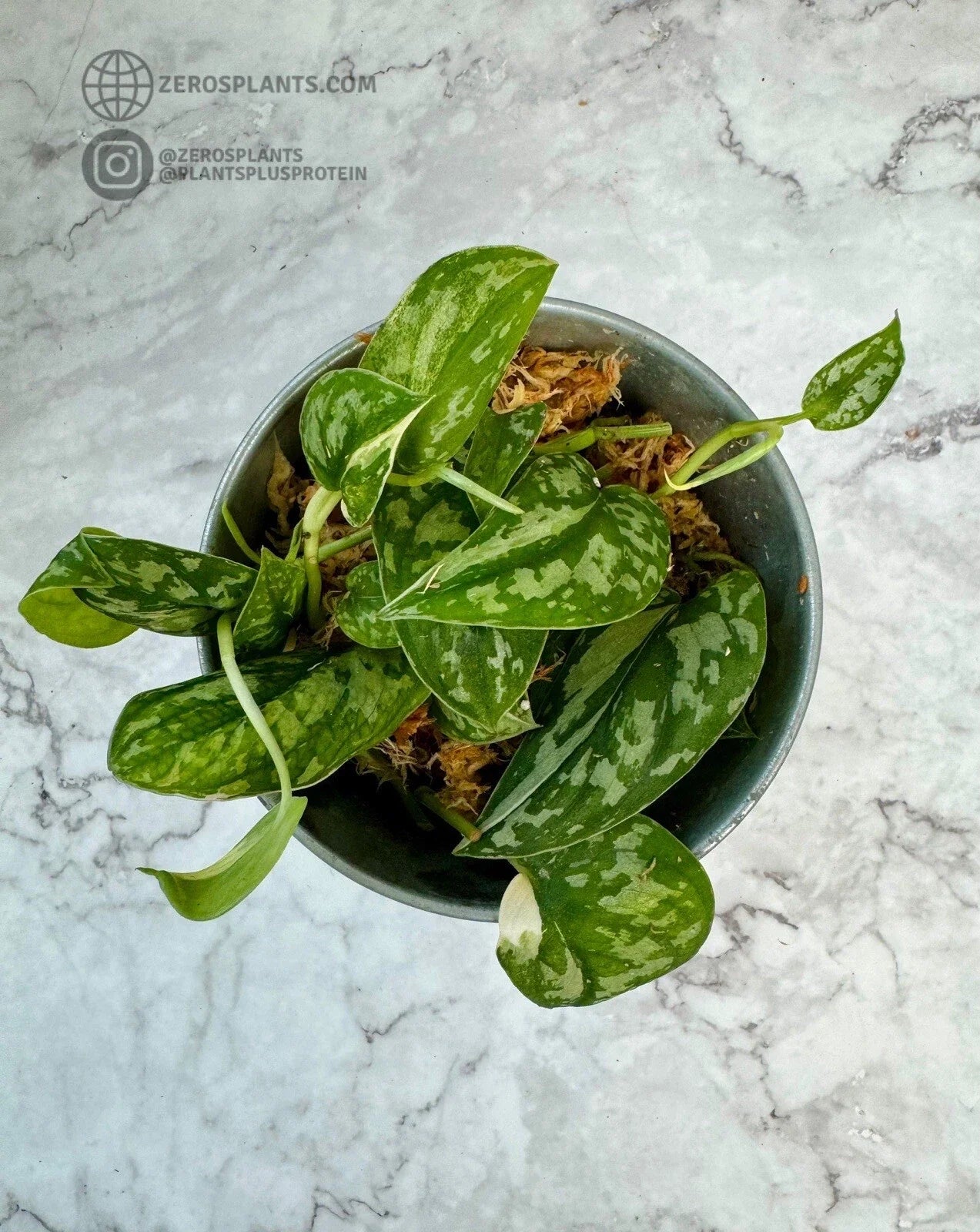 Scindapsus Mayari Rooted Cuttings Indoor Houseplant Low Variegation Easy Care Climbing or Trailing