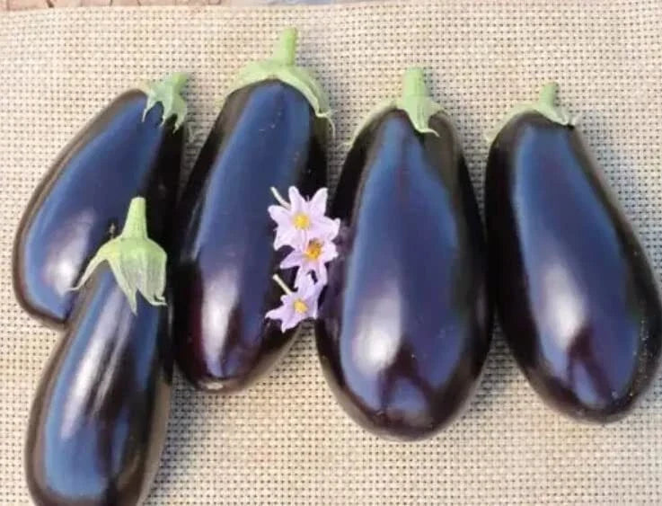 American Hybrid Eggplant Seeds - 20 Count - Solanum melongena - Full Sun, Bushy Plant, Vegetable Seeds