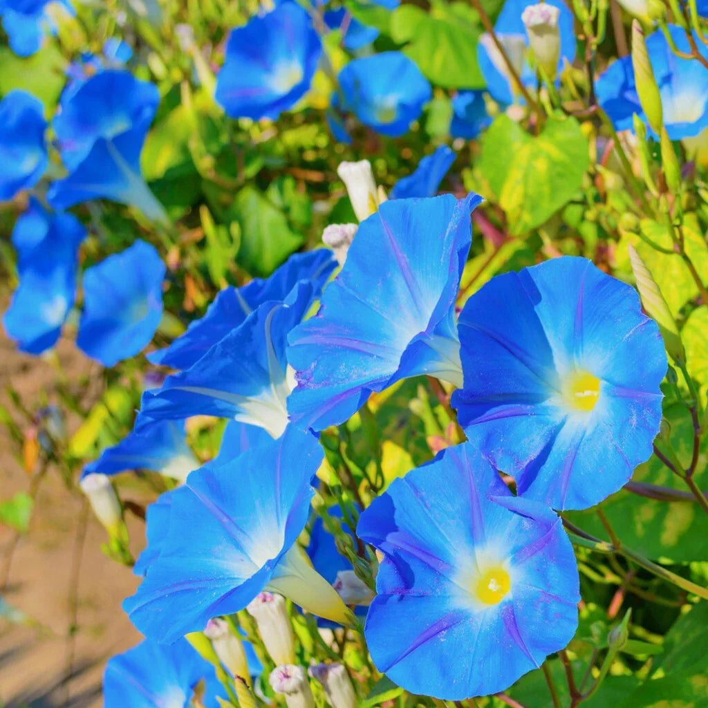 Morning Glory Seeds - 30+ Heavenly Blue Ipomoea tricolor Untreated Annual with US Free Shipping
