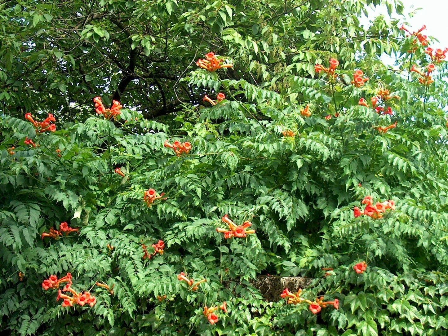 Orange Trumpet Vine Seeds - 100+ Count, Climbing Hummingbird Attracting Campsis radicans