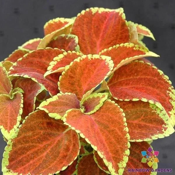 Coleus Seeds - 25 Fairway Orange - Bright Foliage - Solenostemon scutellarioides Garden Planting