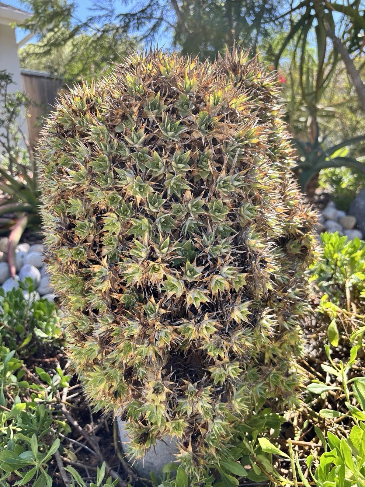 Deuterocohnia lorentziana Succulent Cutting - Rare Bromeliaceae Plant in 2" Pot for Collectors and Enthusiasts