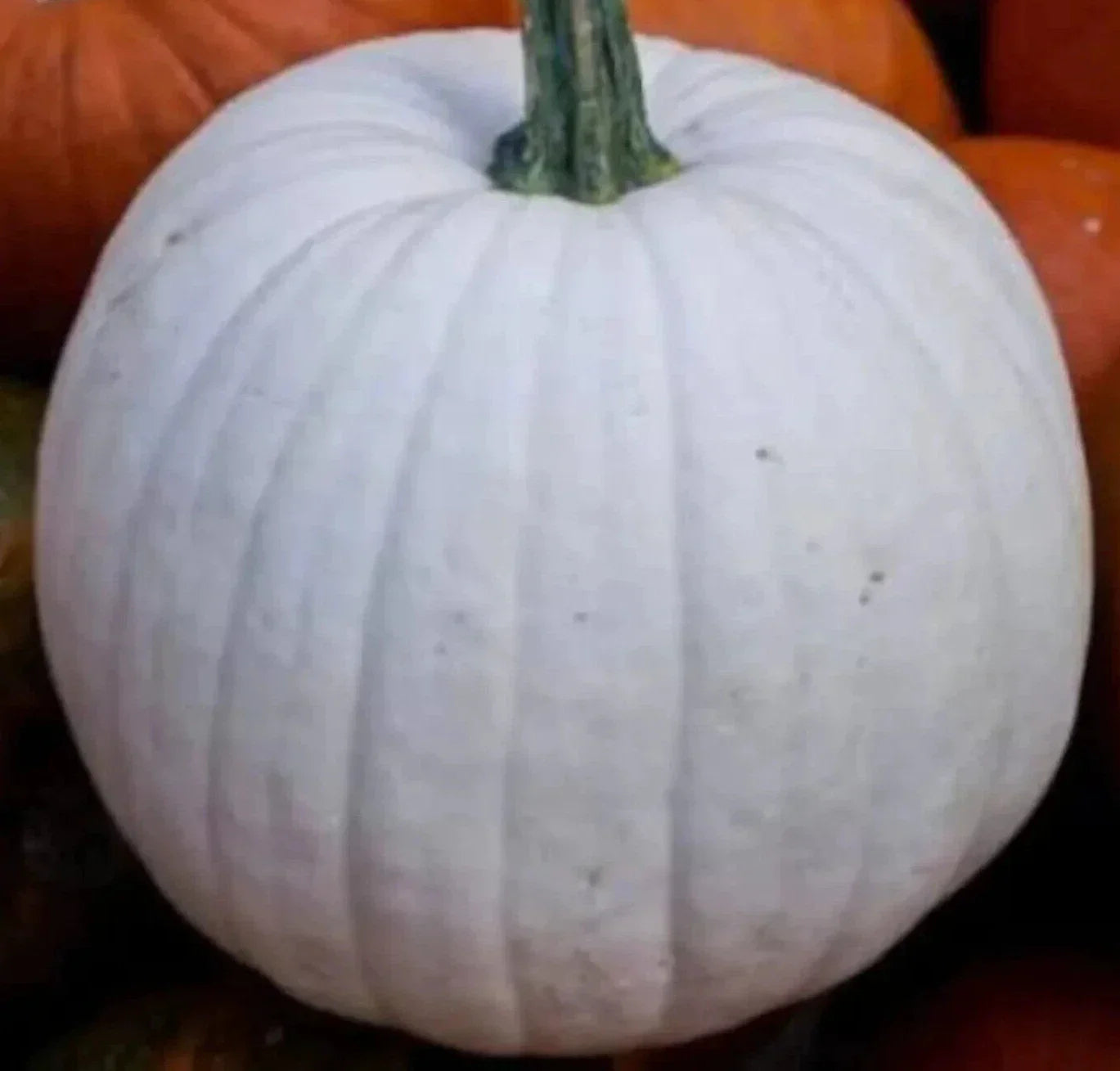 White Pumpkin Seeds 'Casper' Variety - 10+ Seeds for Halloween Garden Squash