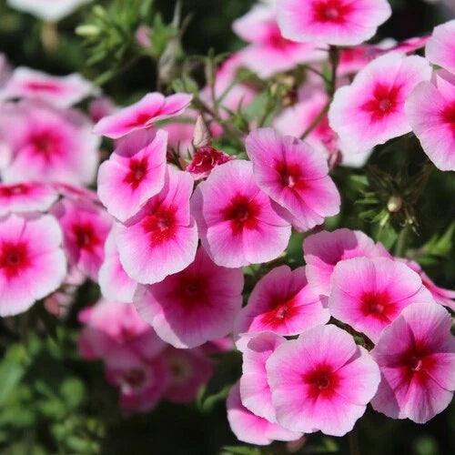 Brilliant Phlox Seeds | Vibrant Color Mix | Phlox paniculata Flower Seeds for Borders & Containers