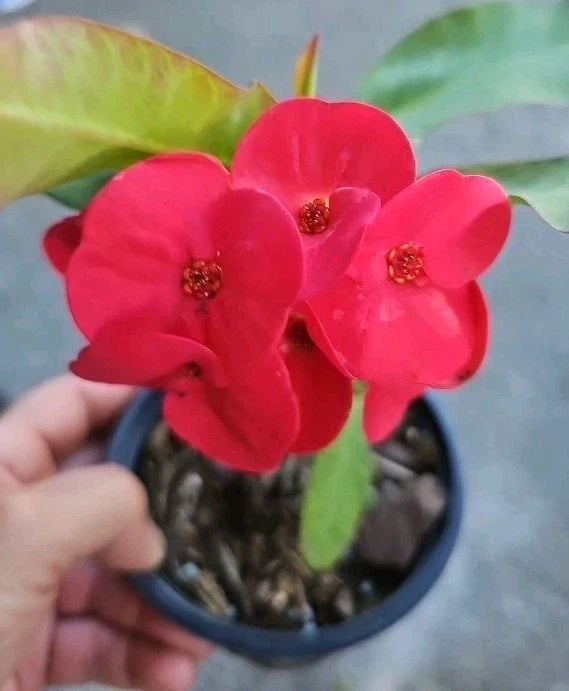Thai Red Crown of Thorns Live Plant 7" - Euphorbia milii 'Corona de Cristo' Succulent Indoor Decor