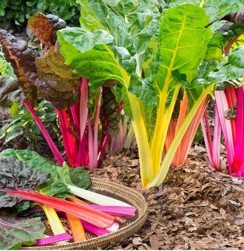 Rainbow Swiss Chard Seeds - Organic Non-GMO Open Pollinated Beta vulgaris, Colorful Leafy Greens, Vegetable Seeds