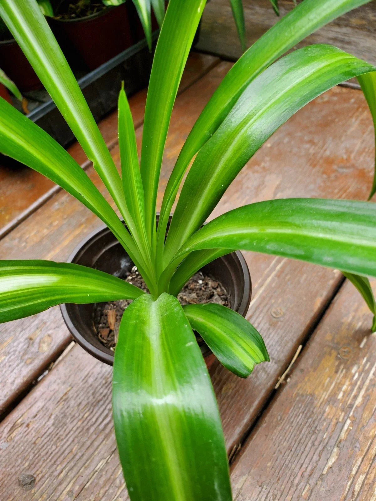 Rooted Airplane Plant in Pot - Live Spider Plant, Chlorophytum comosum, Solid Green, 8-10 Inches Tall Indoor Houseplant