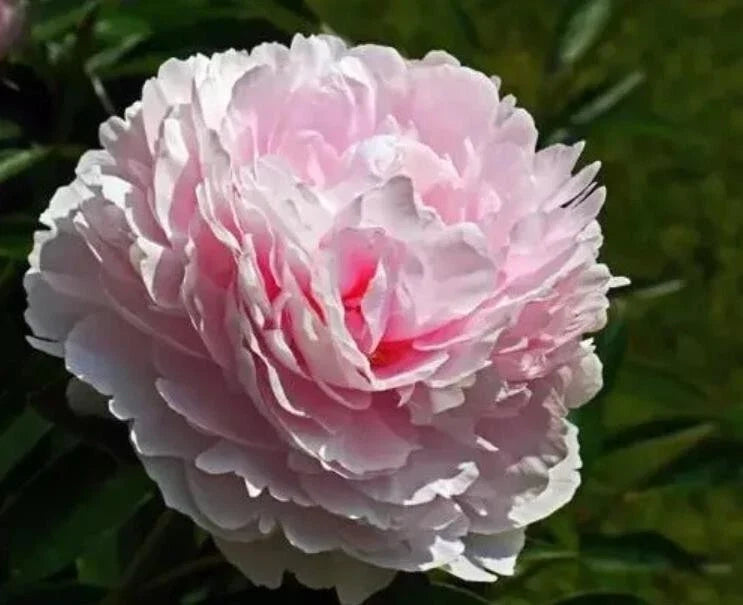 Peony Seeds - 10 Pack of Exotic Flower Varieties - Paeonia spp. Garden Flower Seeds for Outdoors & Indoor Gardening