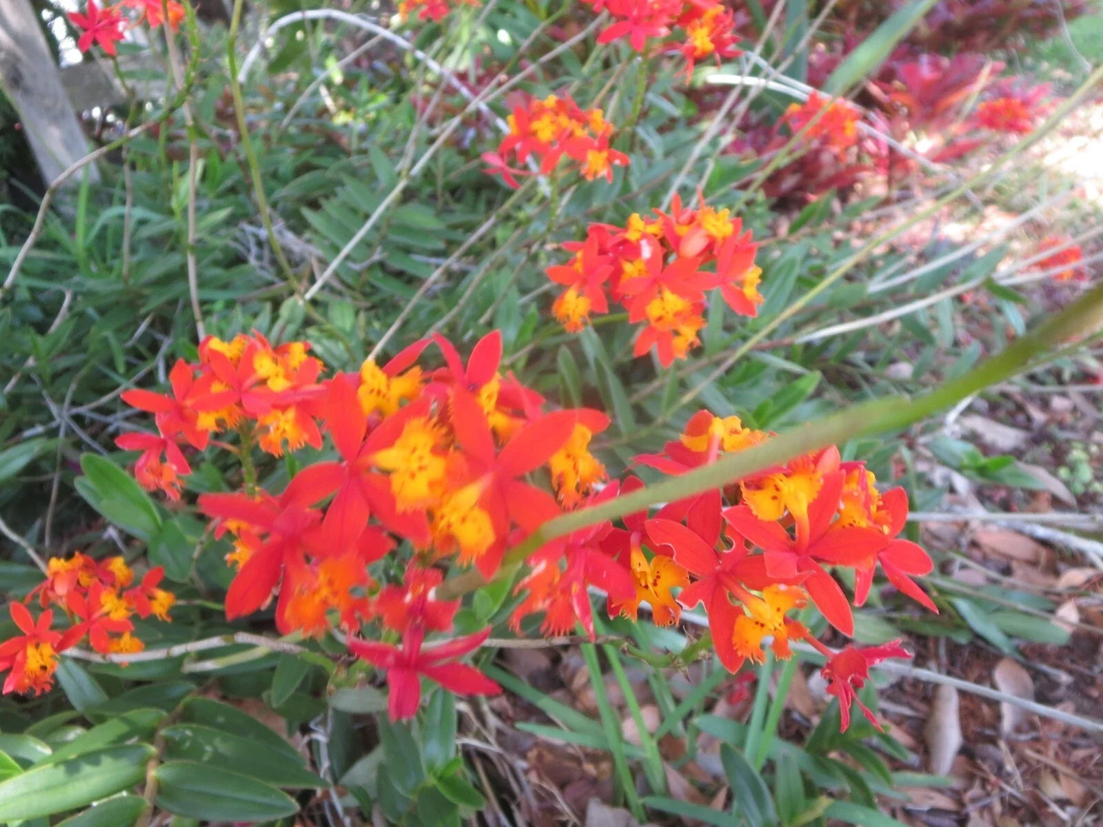 Ground Orchid Cuttings - 5 Aerial Root Epidendrum Orange - Tropical Houseplant - Epiphytic Orchid for Indoor & Outdoor Gardening