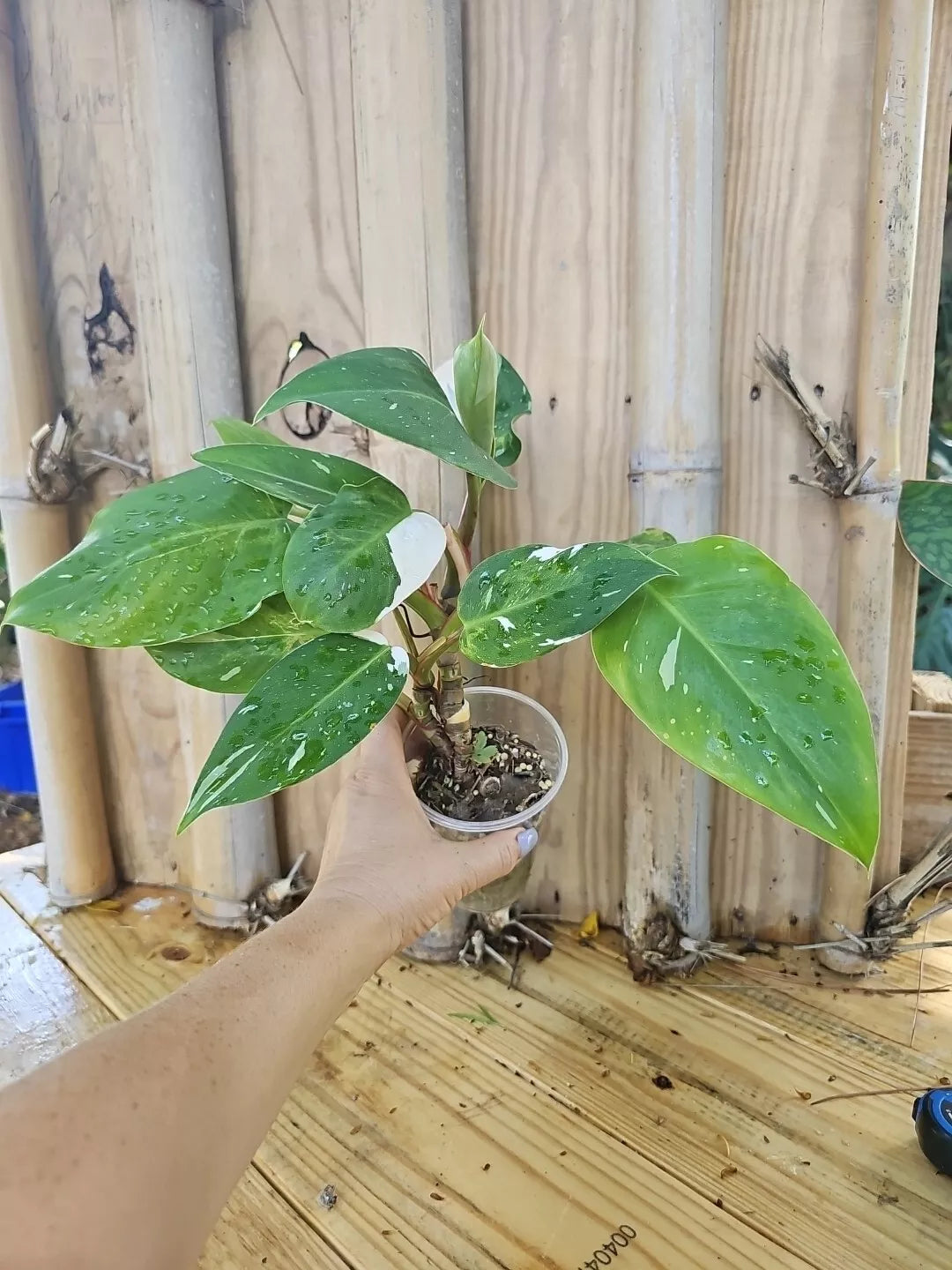 White Princess Philodendron Plant - Variegated Indoor Houseplant with Pup - USA Seller