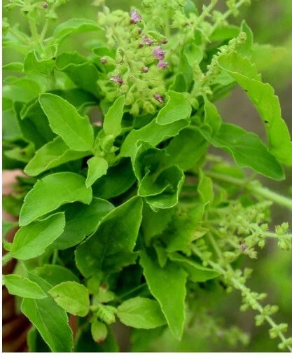 Tulsi Seeds - 200+ Organic Holy Basil Seeds, Ocimum tenuiflorum Herb