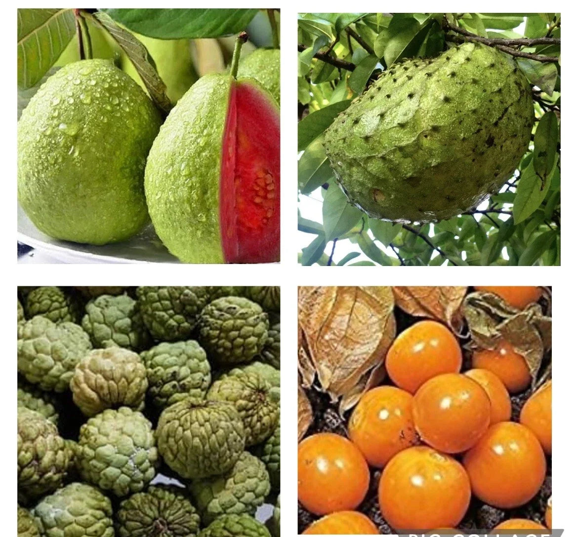 Fruit Seeds Bundle – Guyabano, Red Guava, Atis, Poha Berry – Tropical Fruit Planting Seeds for Home Garden