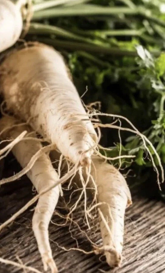 Hollow Crown Parsnip Seeds - 1,000 Non-GMO Vegetable Garden Seeds - Pastinaca sativa for Home Gardening