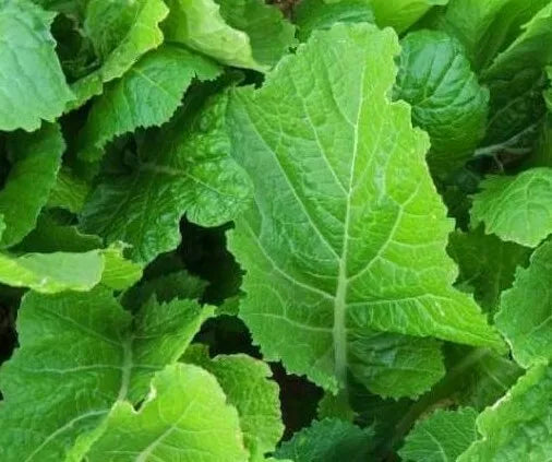 Mustard Seeds 500+ Florida Broadleaf - Brassica juncea Leafy Greens for Garden
