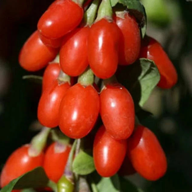 Large Goji Berry Seeds Pack - Lycium barbarum Organic for Home Gardening, Nutritious Wolfberry Seeds