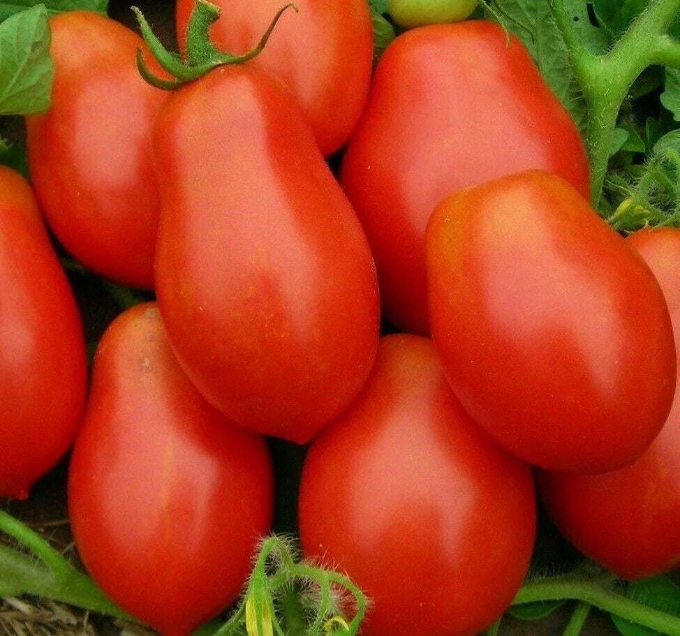 Roma Tomato Seeds Non-GMO 100+ for Sauce & Salad | Solanum lycopersicum
