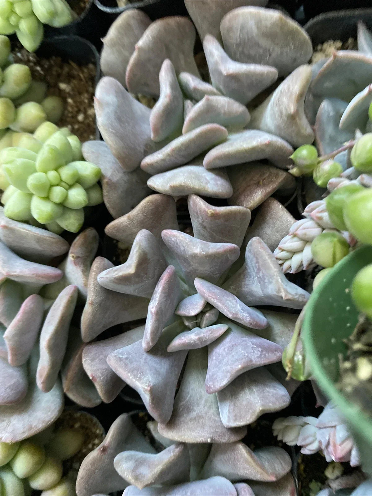 Echeveria 'Cubic Frost' Succulent Plant 2" - Rosette Shape, Frosty Blue-Green Leaves