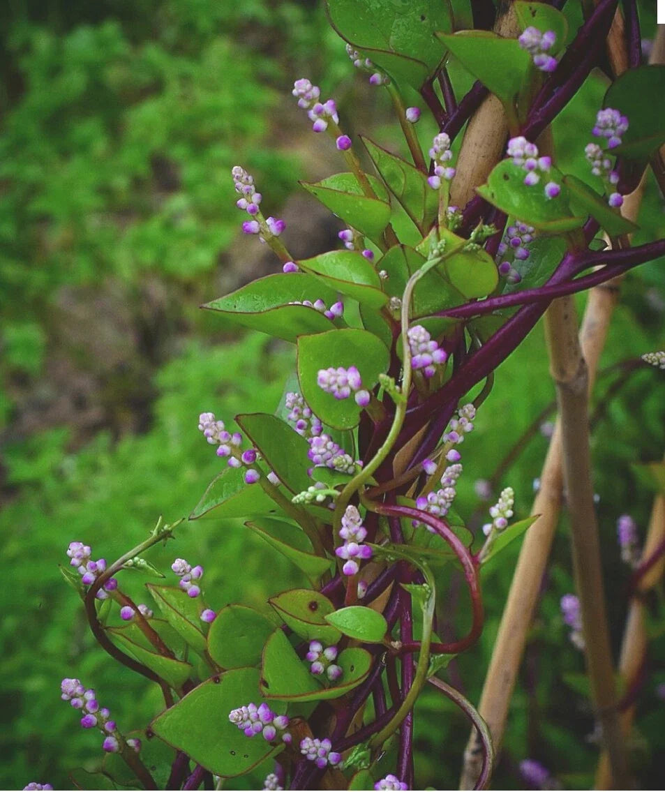Red Malabar Spinach Seeds - Organic Non-GMO Basella rubra - Open Pollinated, Climbing Vine, 30 Seeds