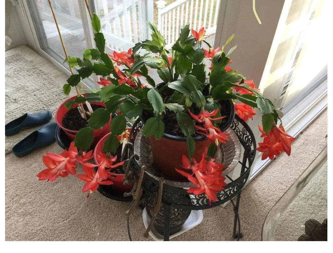 Red Holiday Schlumbergera Cactus Starter Plant – Indoor Festive Decor, Vibrant Red Blooms, Easy Care, Scientific Name Schlumbergera truncata