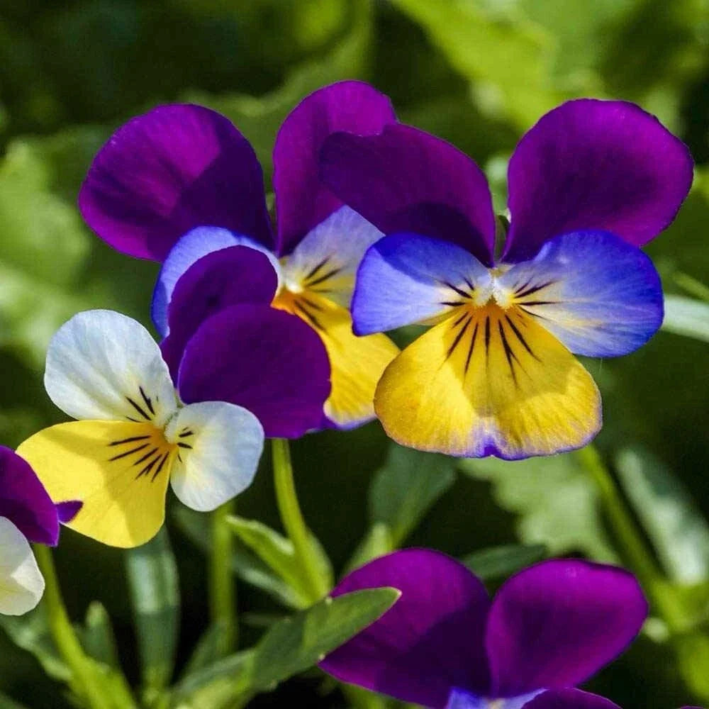 Johnny Jump Up Seeds - Viola Tricolor Flower Seeds - 500+ Count for Garden, Containers, Borders
