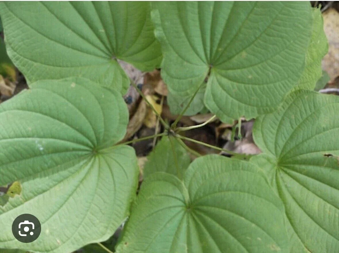 Wild Yam Plants Bare Root - Organic Perennial Vine Bulbs - Appalachian Grown Dioscorea spp.