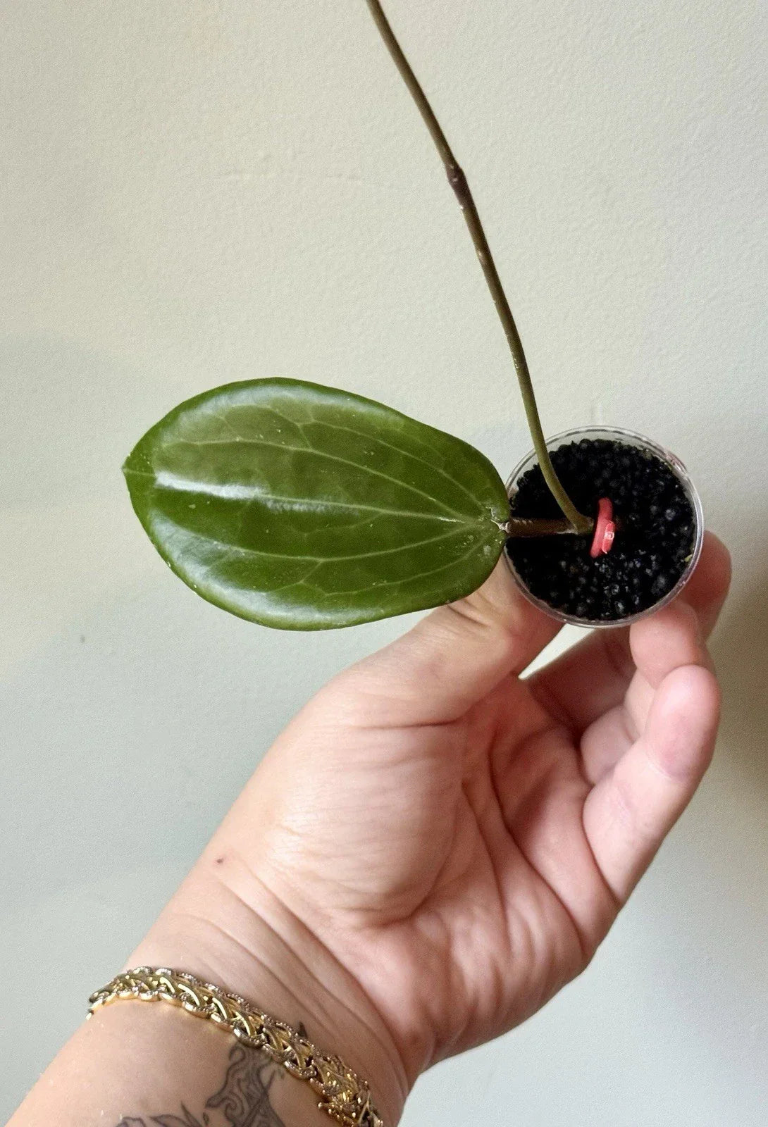 Rooted Hoya Quinquenervia Cutting - Easy Care Indoor Vine Plant