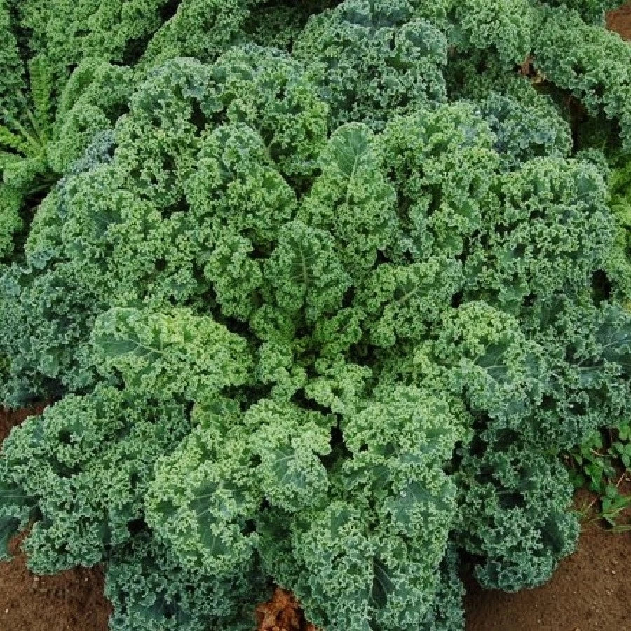 Curled Blue Scotch Vates Kale Seeds - Brassica oleracea - 1000+ Non-GMO Seeds for Organic Gardening, Fall & Winter Planting