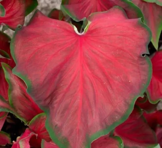 Caladium Bulbs 6 Pack - Red Ruffles - Perennial Tropical Foliage Plant - Caladium 'Red Ruffles'