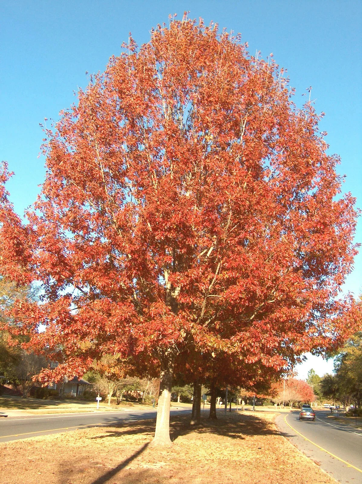 Cherrybark Oak Live Plant 12-16 Inches Bare Root Quercus pagoda for Landscaping, Zone 5-9