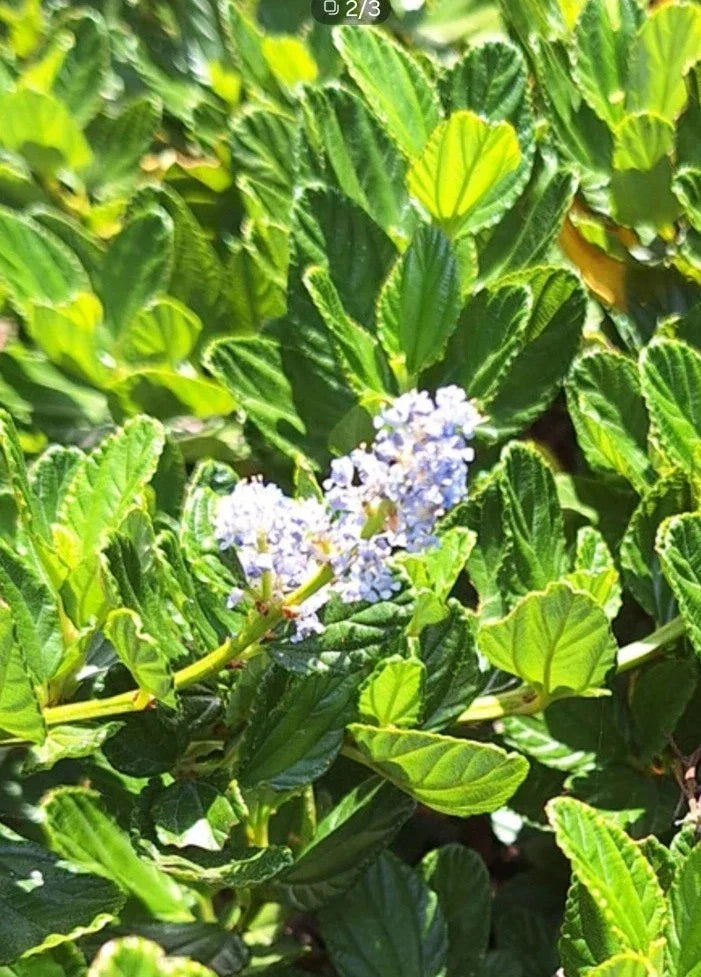 Organic Live California Lilac Cuttings - 10 Blue Blossom Ceanothus Horizontalis for Hedges & Ground Cover