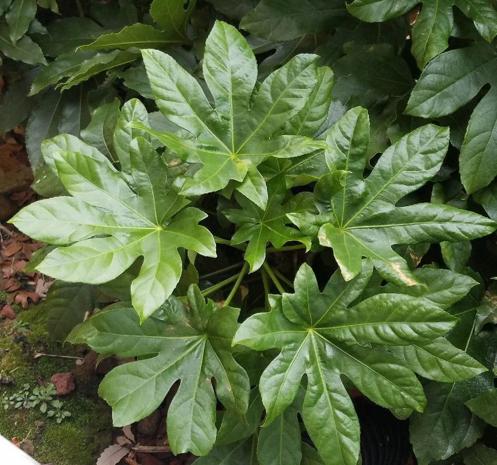 Fatsia Japonica Seedlings - 2 Rare Evergreen Shrubs - Japanese Fatsia - Tropical Palmate Leaves - Hardy Shade Plant