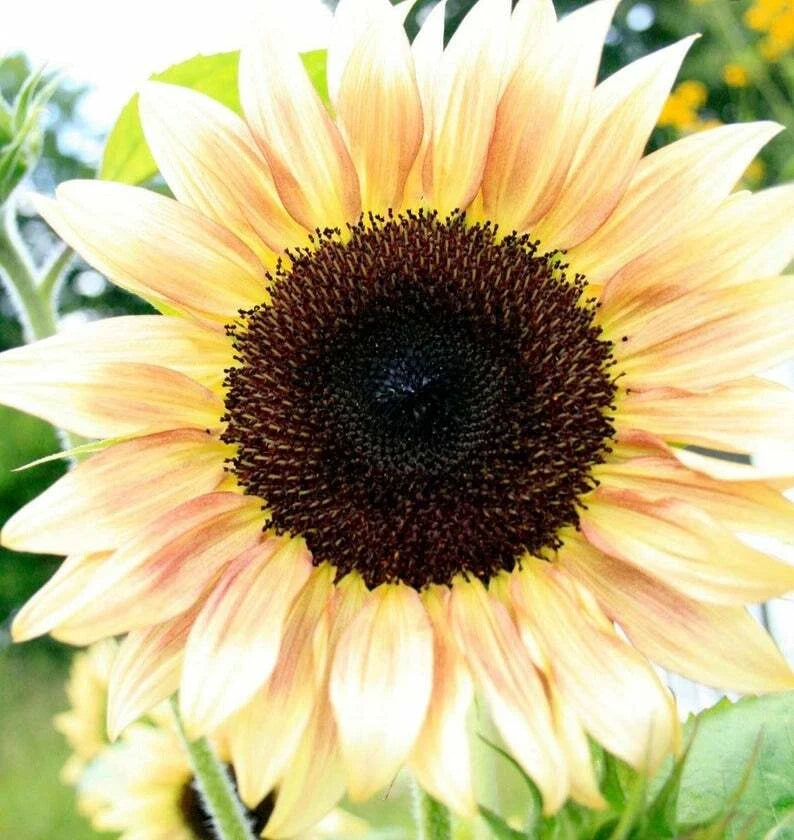 Peach Passion Sunflower Seeds - 25 Perennial Helianthus annuus Garden Flowers for Borders & Containers