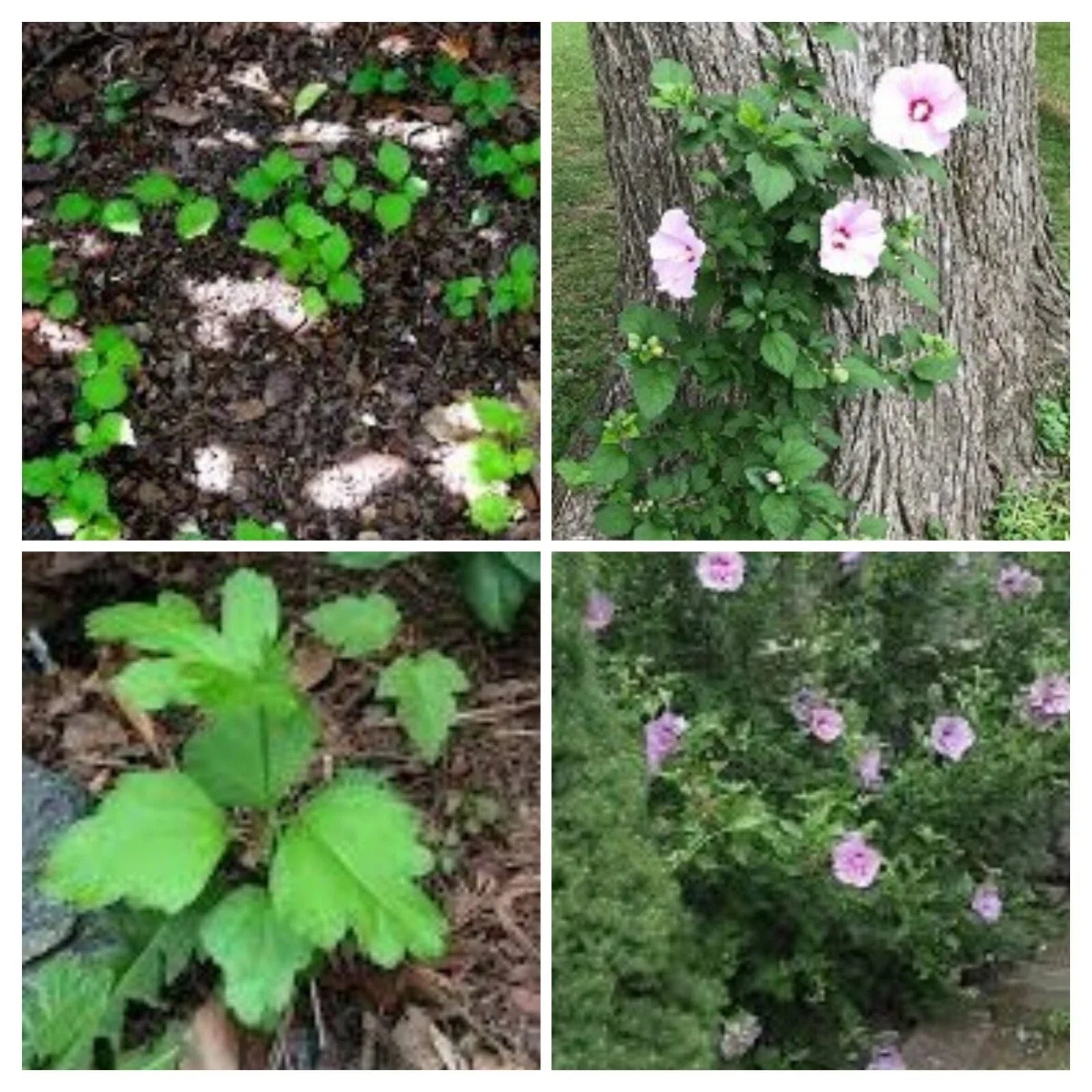 12" Rose of Sharon Hibiscus Live Plant Roots, Starter Bush, Hibiscus syriacus, Fast-Growing Shrub for Gardens and Landscaping