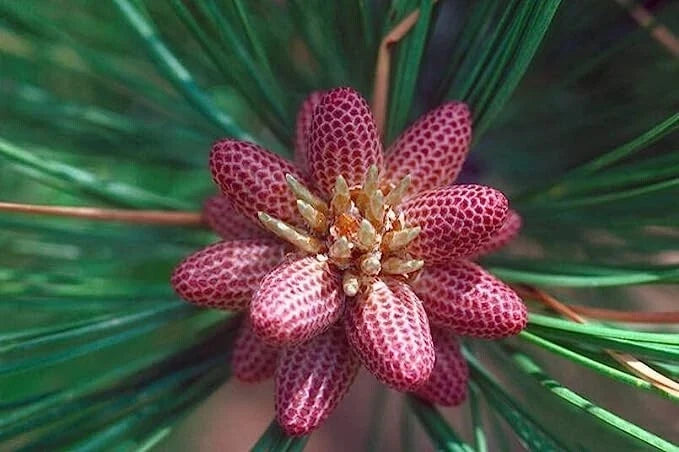 Ponderosa Pine Tree Seeds 30 Pack - Western Yellow Pine - Pinus ponderosa for Landscaping & Planting