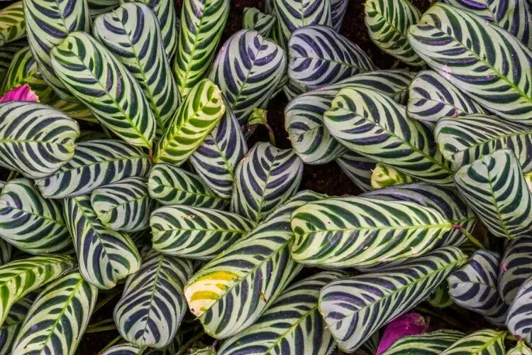 Calathea Stromanthifolia Seeds – Tropical Indoor & Outdoor Planting – High Germination Rate – USA Grown