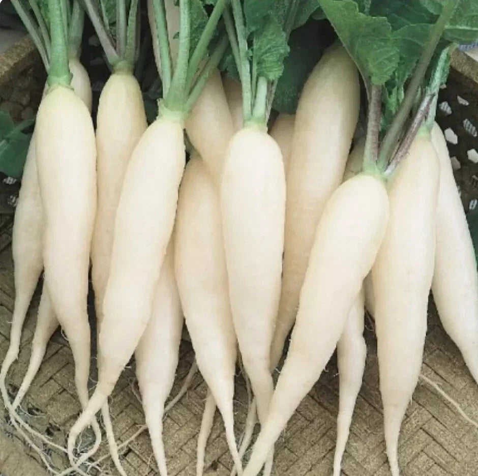 White Icicle Radish Seeds - Raphanus Sativus, Non-GMO Heirloom Vegetable Seeds for Home Garden Planting