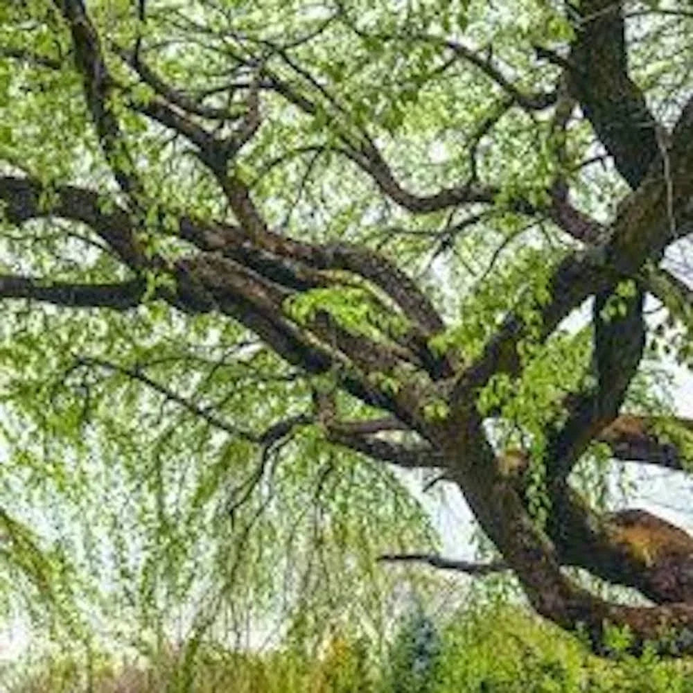 Corkscrew Willow Tree Bare Root 2-3ft Salix matsudana 'Tortuosa' Twisted Branches for Gardens