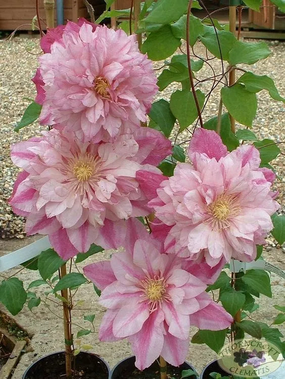 25 Double Light Pink Clematis Seeds | Climbing Perennial Flowering Vine | Clematis 'Double Light Pink' Seeds