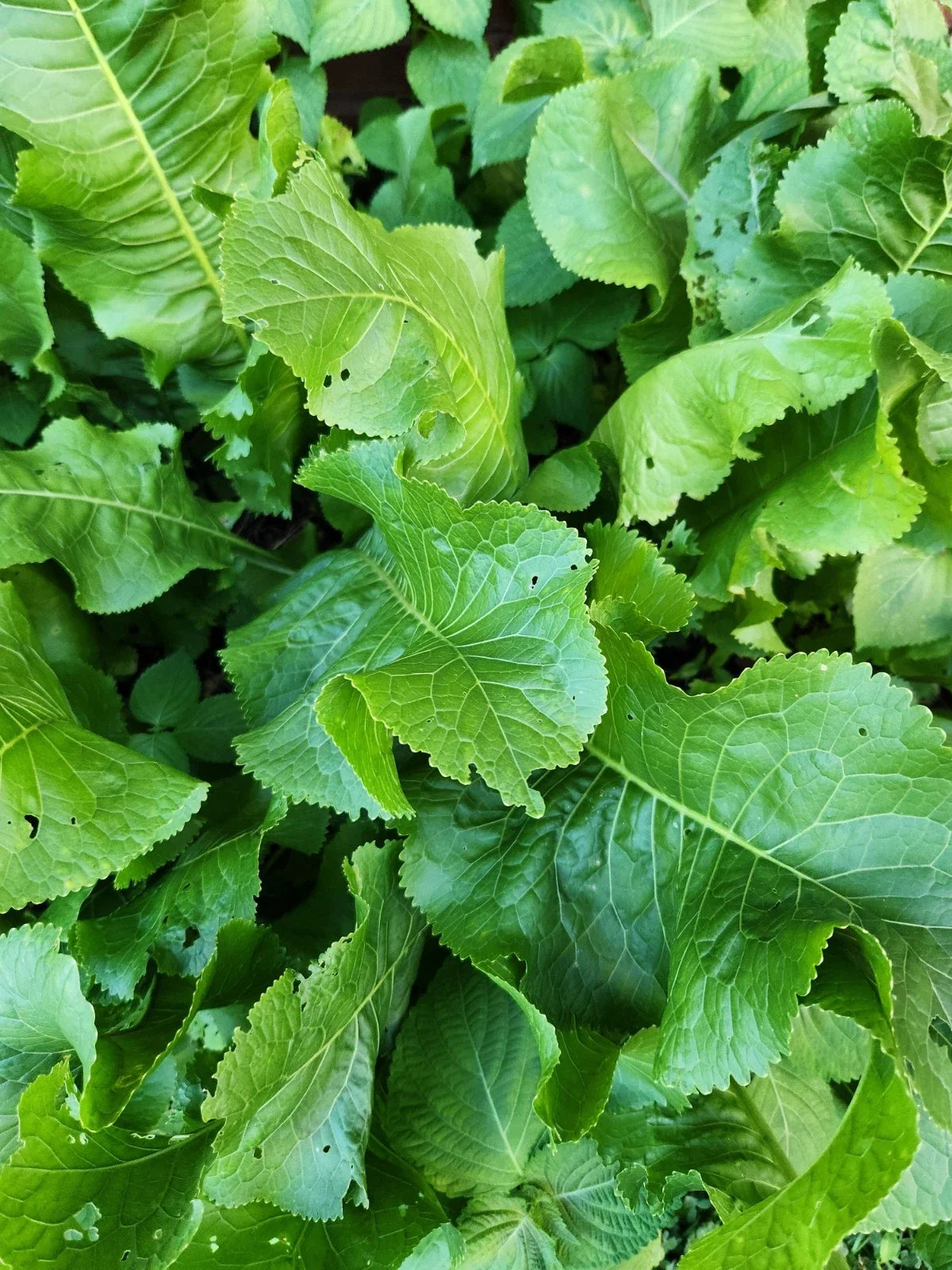 Organic Horseradish Root Seed - Armoracia rusticana Live Planting Root for Culinary Use