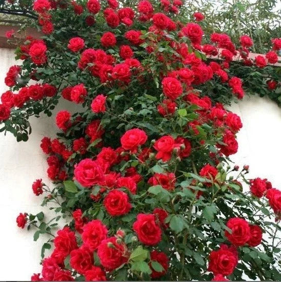 Climbing Red Rose Seeds - Perennial Flowering Shrub Rosa 'Climbing Red' for Trellises & Fences - 10 Seeds