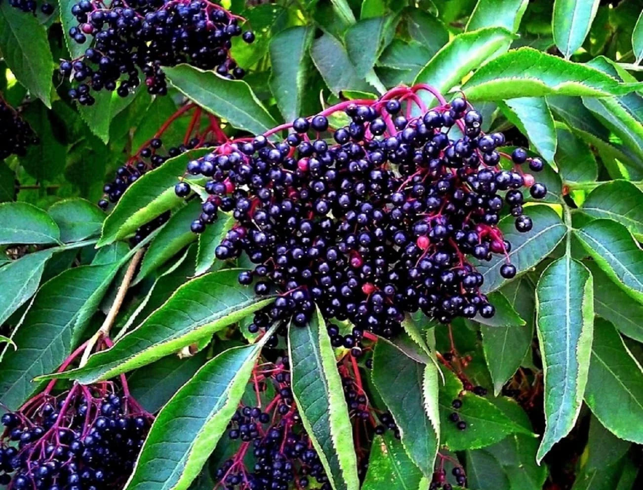 American Elderberry Seeds - 250 Non-GMO Sambucus Canadensis Planting Seeds for Garden, Wildlife, and Edible Uses
